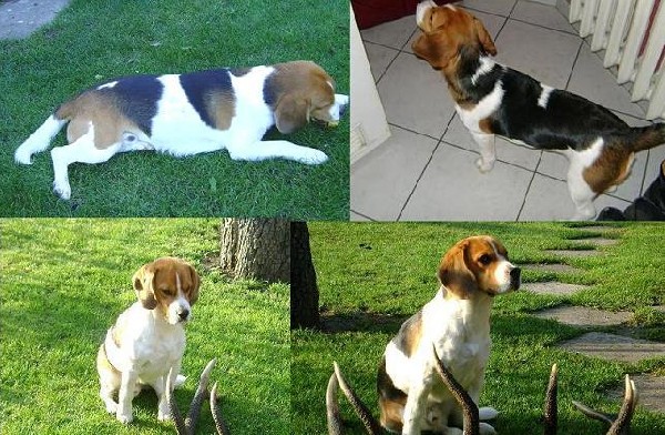 Zaginął Piesek Beagle Ok.bydgoszczy