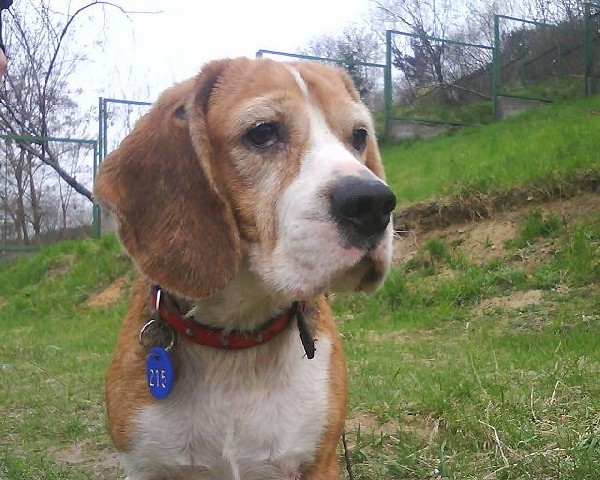 Do Adopcji Sunia Beagle Bydgoszcz