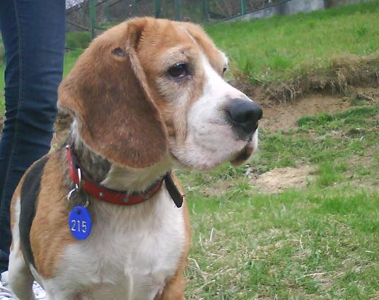 Do Adopcji Sunia Beagle Bydgoszcz 2