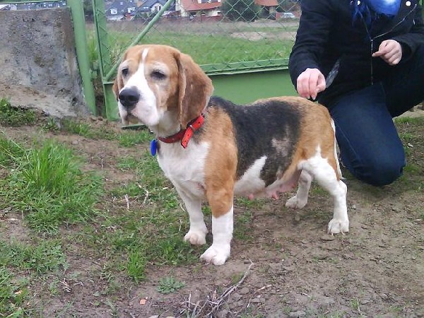 Do Adopcji Sunia Beagle Bydgoszcz 3