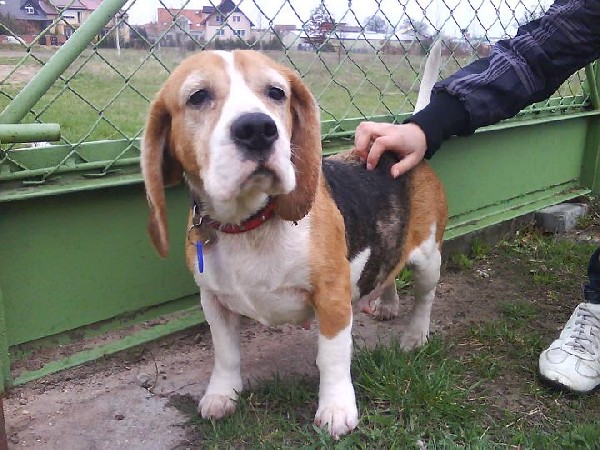 Do Adopcji Sunia Beagle Bydgoszcz 4