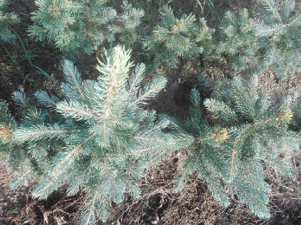 Sadzonki Na Choinki żywopłot Zalesienia Wiatrochrony Inwestycja Zarób Miliony 2