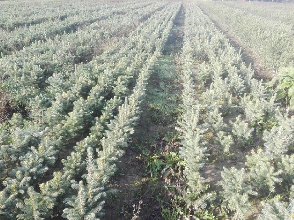 Sadzonki Na Choinki żywopłot Zalesienia Wiatrochrony Inwestycja Zarób Miliony 3