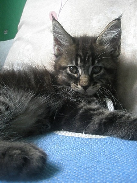 Maine Coon Kocieta Gdynia