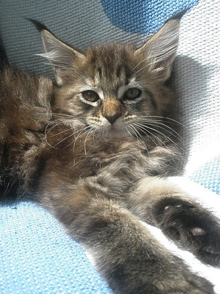 Maine Coon Kocieta Gdynia 2
