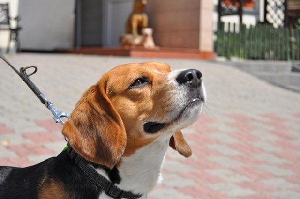 Pies I Sunia W Typie Beagle Szukają Nowego Domku