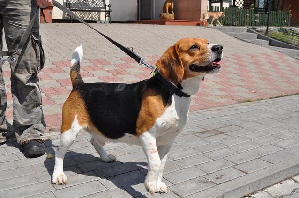 Pies I Sunia W Typie Beagle Szukają Nowego Domku 2