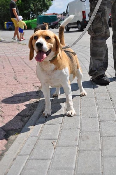 Pies I Sunia W Typie Beagle Szukają Nowego Domku 3