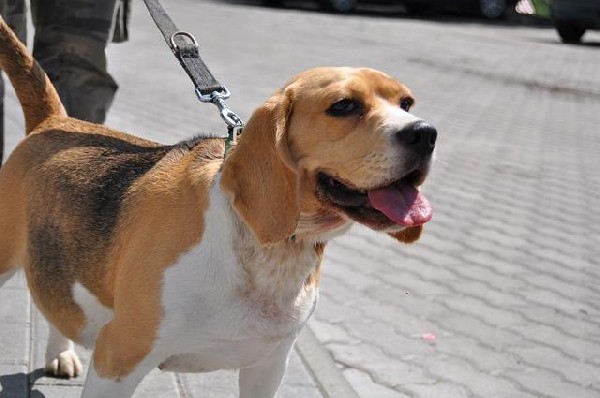 Pies I Sunia W Typie Beagle Szukają Nowego Domku 4