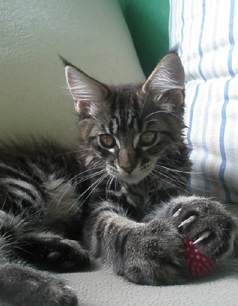 Maine Coon Kocieta Rasowe