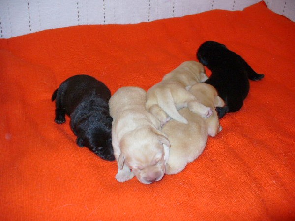 Labrador, Szczenięta Rodowodowe