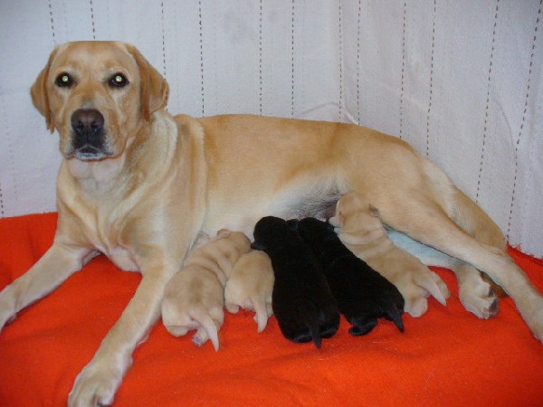Labrador, Szczenięta Rodowodowe 2