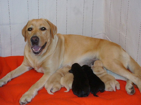 Labrador, Szczenięta Rodowodowe 3