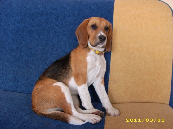 Zaginęła Roczna Suczka Beagle Tricolor 2