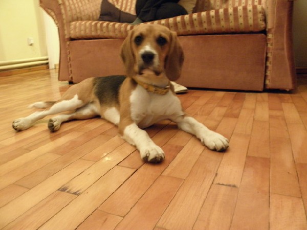 Zaginęła Roczna Suczka Beagle Tricolor 3
