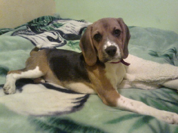 Zaginęła Roczna Suczka Beagle Tricolor 4