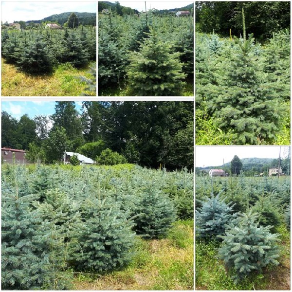 Choinki świąteczne, świerk Srebrny, Detal I Hurt. Ustroń