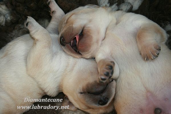 Labradory, Labrador Retriever - Szczenięta