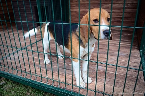 Znaleziono Samca Beagle Tricolor Pruszcz Gdański