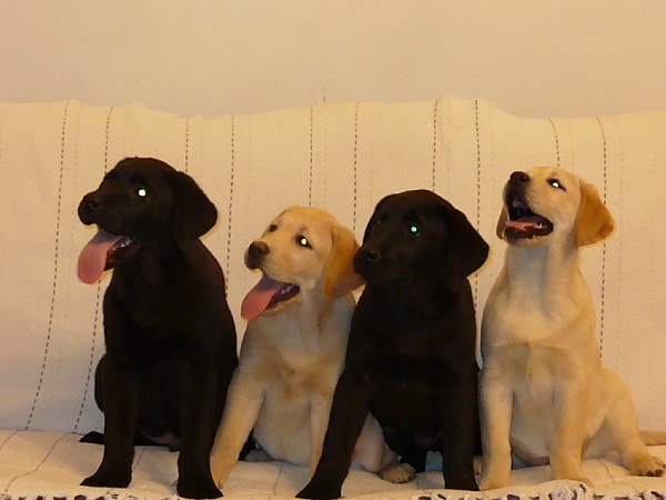 Labrador Retriever