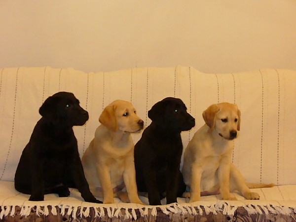Labrador Retriever 2
