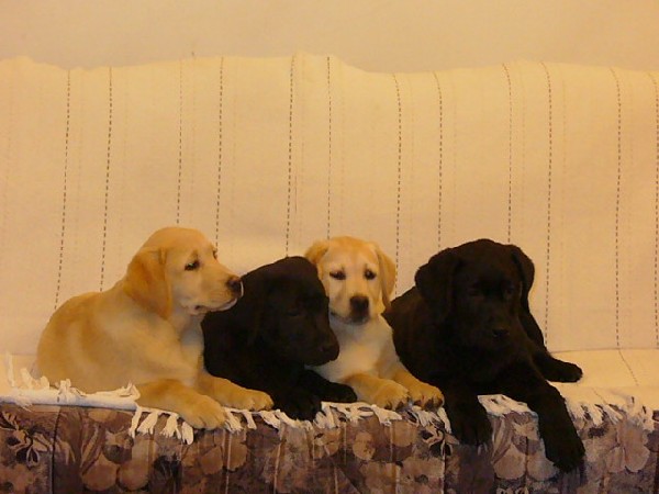 Labrador Retriever 3