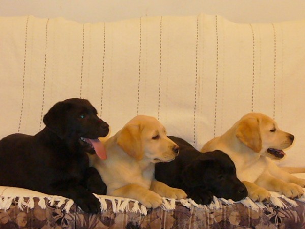Labrador Retriever 4