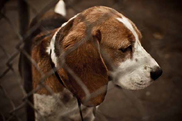 Do Adopcji Pies Beagle Inowrocław 2