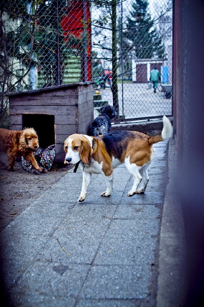 Do Adopcji Pies Beagle Inowrocław 3