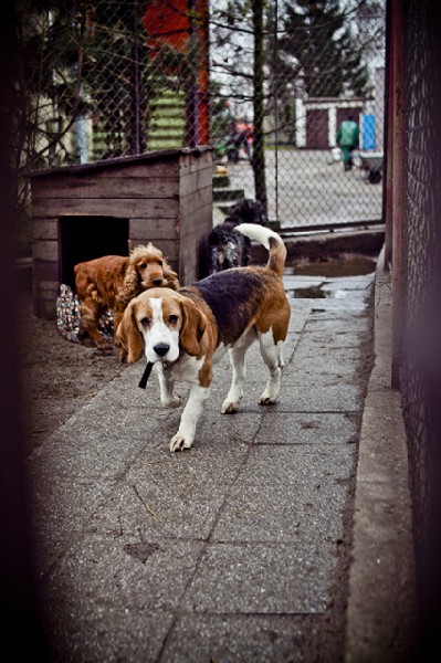 Do Adopcji Pies Beagle Inowrocław 4