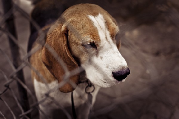 Do Adopcji Pies Beagle Inowrocław 5