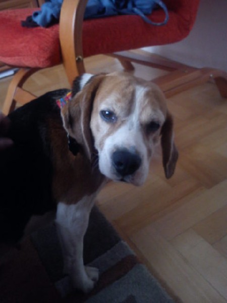 Spokojna Sunia Beagle Lori Szuka Nowego Domu 2