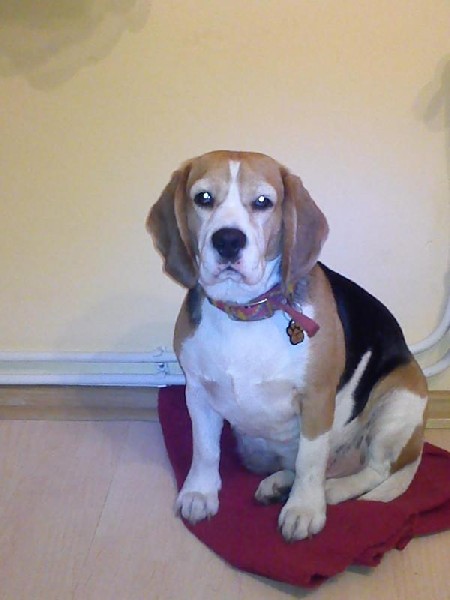 Spokojna Sunia Beagle Lori Szuka Nowego Domu 3