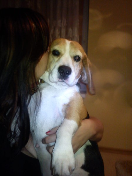 Spokojna Sunia Beagle Lori Szuka Nowego Domu 4