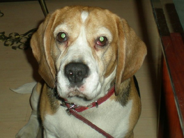 Spokojna Sunia Beagle Lori Szuka Nowego Domu 5
