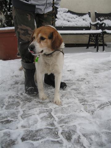 Skubi Pies W Typie Beagle Szuka Dobrego Domu 2