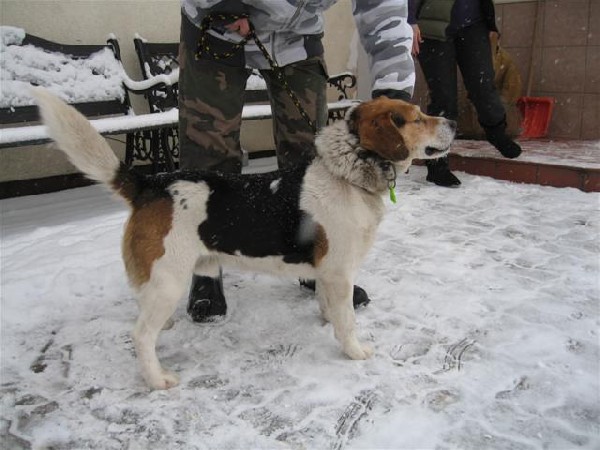 Skubi Pies W Typie Beagle Szuka Dobrego Domu 3