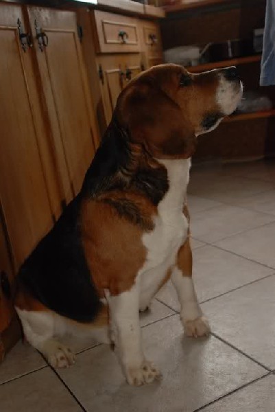 Porzucony Piesek Beagle Szuka Nowego Domu 3