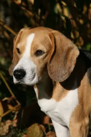Zaginęła Sunia Beagle Tricolor Lamia  3