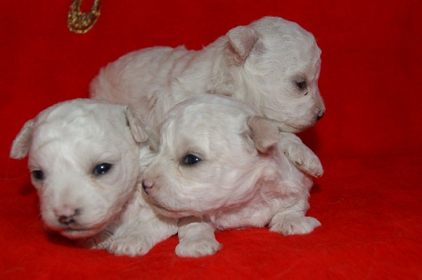 Bichon Frise - Szczenięta Rodowodowe Z Unikalnym Rodowodem ! 2