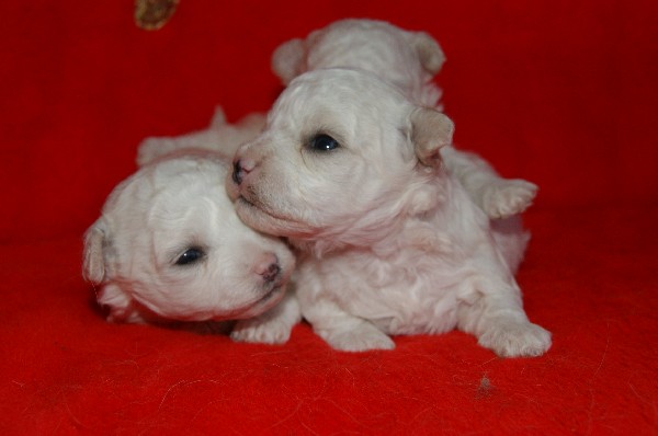 Bichon Frise - Szczenięta Rodowodowe Z Unikalnym Rodowodem ! 3