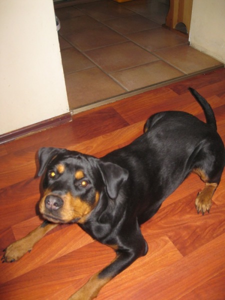  Rottweiler - Keja Około Roczna Sunia Szuka Domu !!!! 2