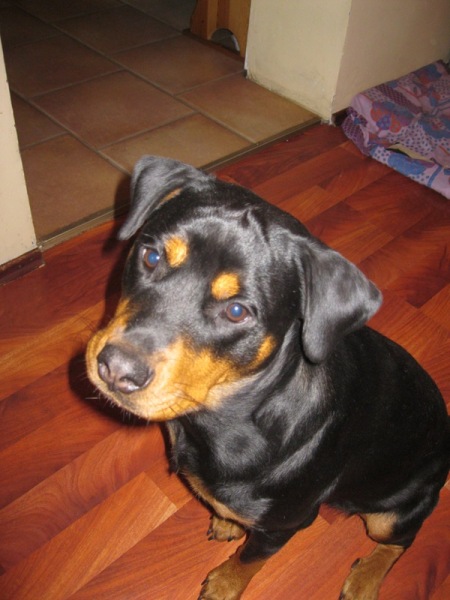  Rottweiler - Keja Około Roczna Sunia Szuka Domu !!!! 3
