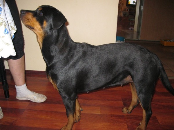 Rottweiler - Keja Około Roczna Sunia Szuka Domu !!!! 4