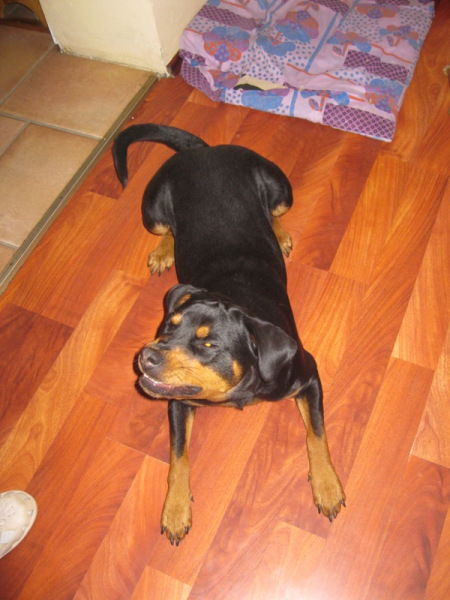  Rottweiler - Keja Około Roczna Sunia Szuka Domu !!!! 5