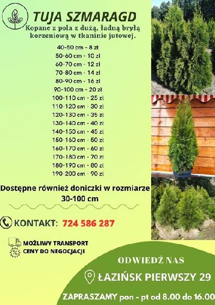 Tuje Szmaragd Detal/hurt Cała Polska 2