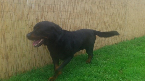 Rottweiler - 7letni Pies Do Adopcji !!! 3