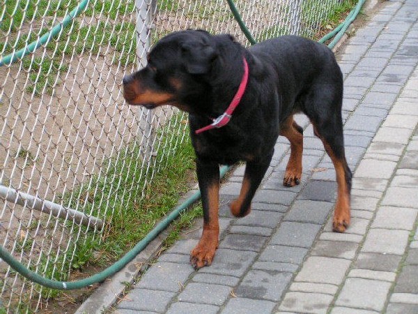 Tiara Rottweilerka Z Rod. Pilnie Szuka Nowego Domu, Cała Polska 2