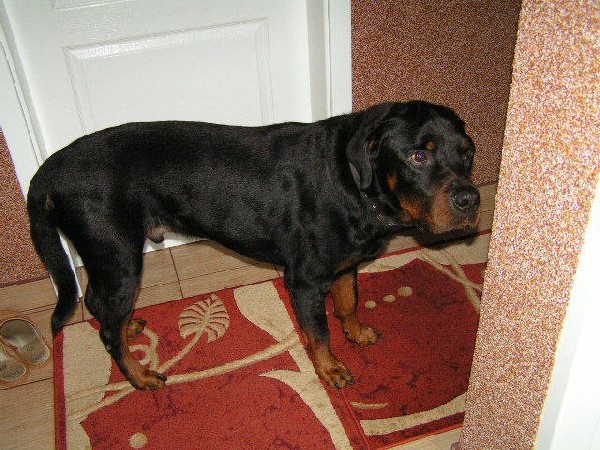 Tomi  Rottweiler  Z Rod. Pilnie Szuka Nowego Domu, Cała Polska 2