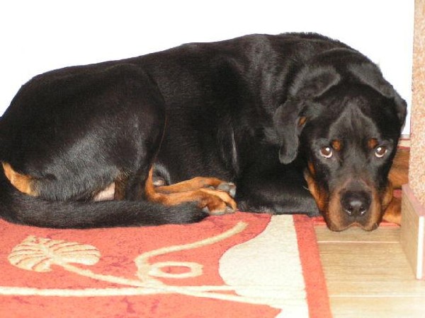 Tomi  Rottweiler  Z Rod. Pilnie Szuka Nowego Domu, Cała Polska 3